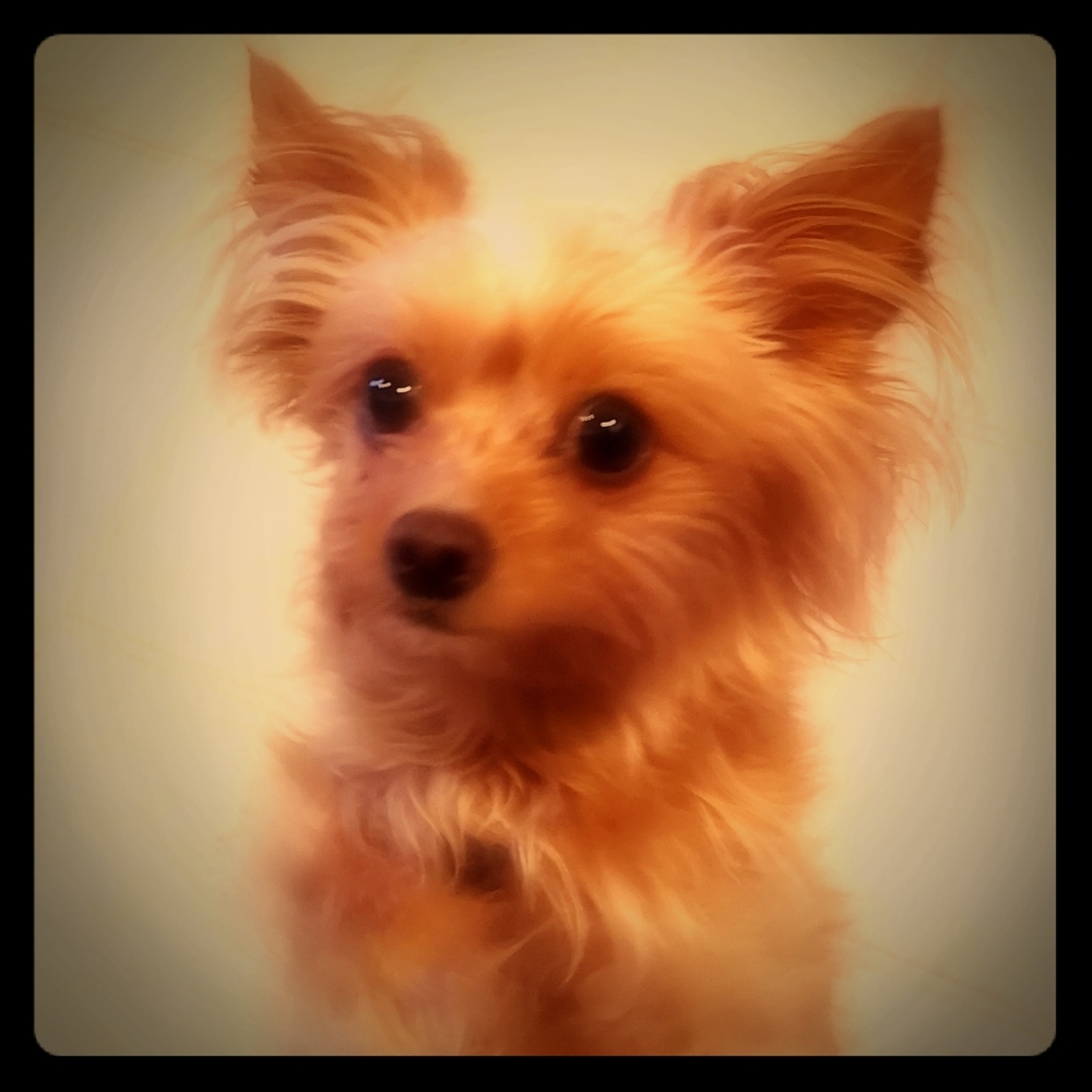 Meet your Posher, Ivy
